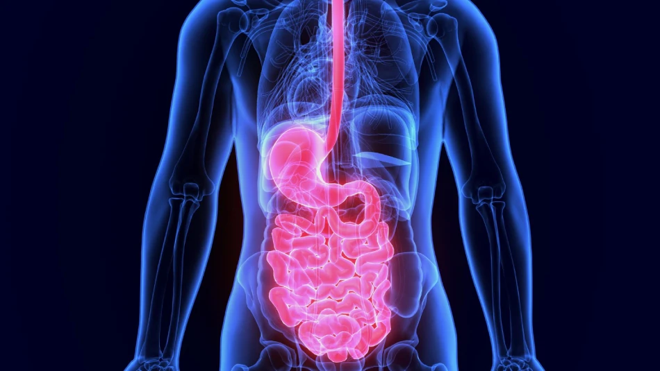 Gut Health How to Protect Your Digestive System