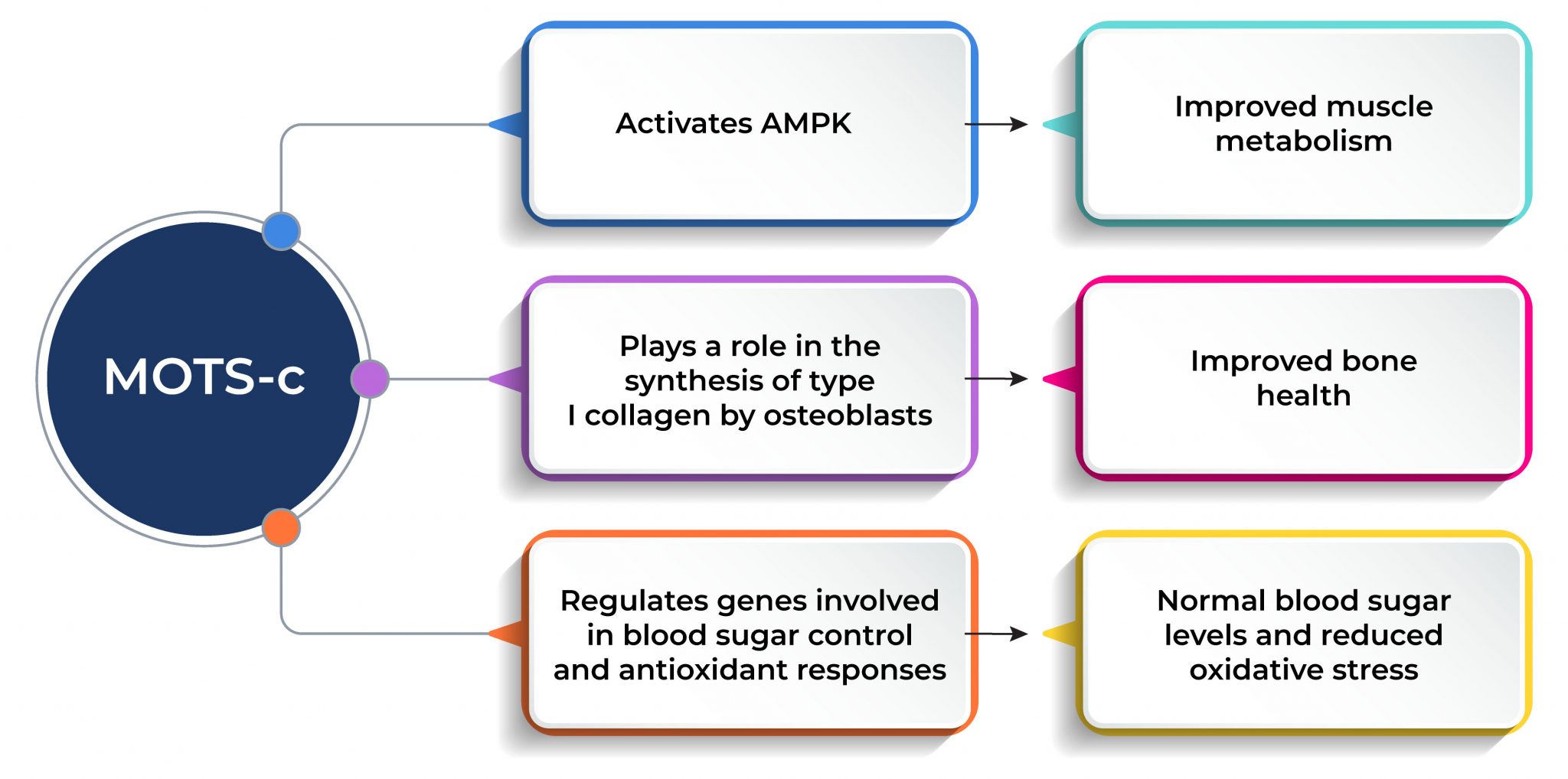 The Benefits of MOTSc for Aging and AgeRelated Diseases