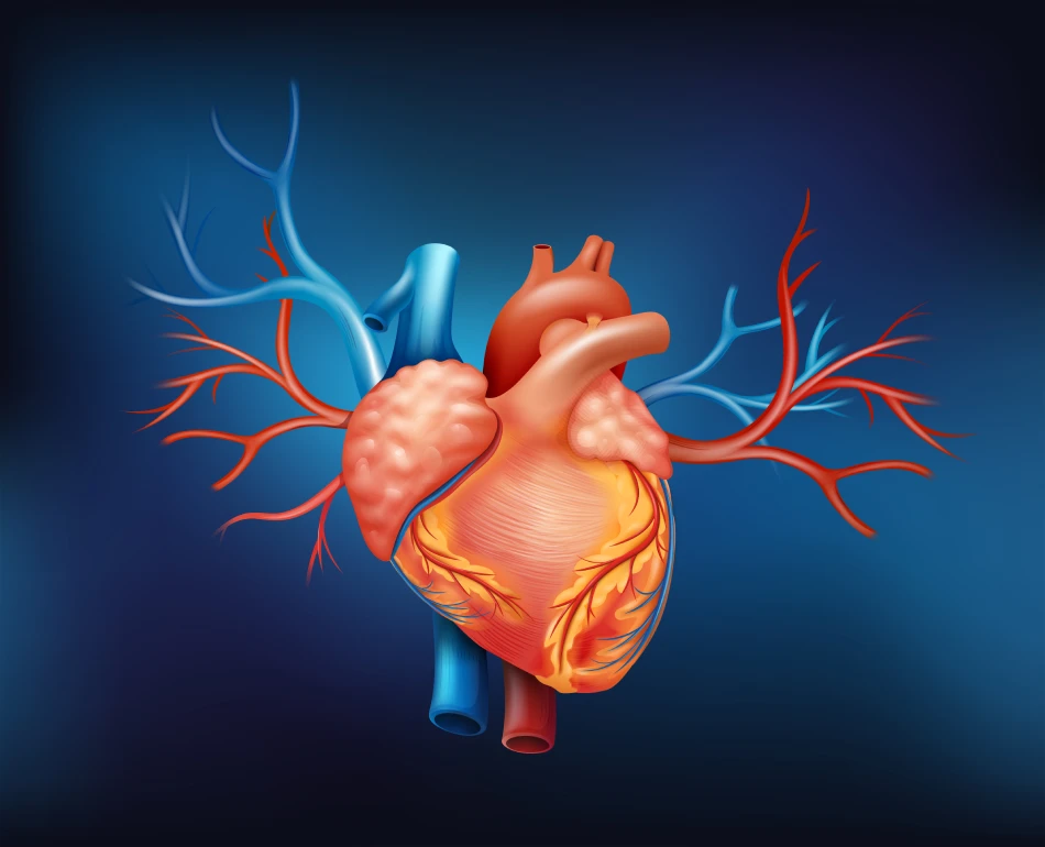 A model of a human heart showcasing the intricate details and realistic representation with blood flowing out A 3D model of a complex cardiovascular injury AI Generated