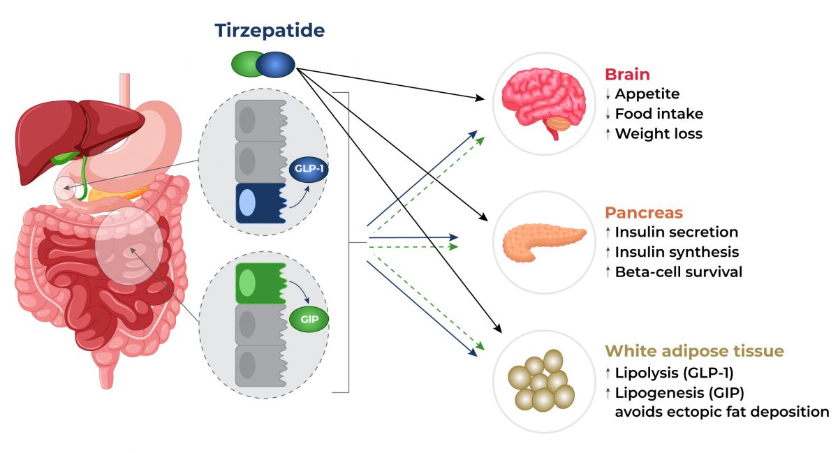 Tirzepatide for Weight Loss (Fat Loss) | Benefits & Side Effects